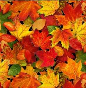Blätter Herbst Patchworkstoff