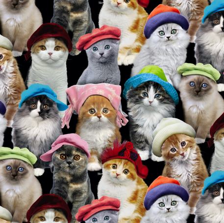 Katze Kätzchen Patchworkstoff Baumwollstoff