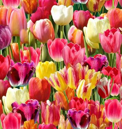 Tulpen Frühjahr Patchworkstoff
