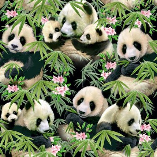Panda Pandabär Bambus Patchworkstoff