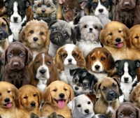 Hund Hunde Welpen Baumwollstoff
