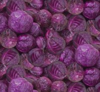 Rotkohl Gemüse Baumwollstoff