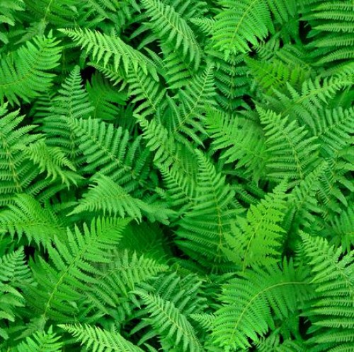 Farn Farnwedel grün Patchworkstoff