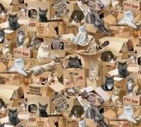 Katze Kätzchen Schachtel Karton Patchworkstoff Baumwollstoff
