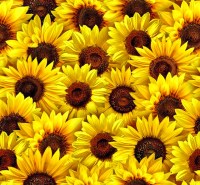 Sonnenblumen Herbst Baumwollstoff Patchworkstoff