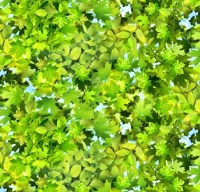Blätter Blatt Blätterdach Patchworkstoff