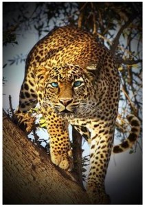Leopard Raubkatze Patchworkstoff Panel