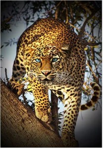 Leopard Stoffpanel Patchworkstoff